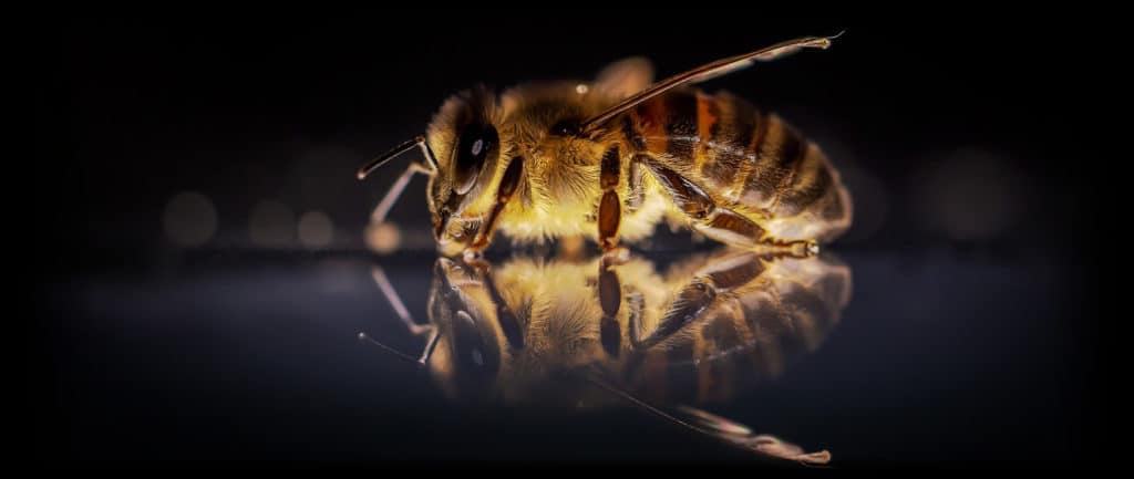 Manuka Bee from Hive of Zealandia Honey NZ