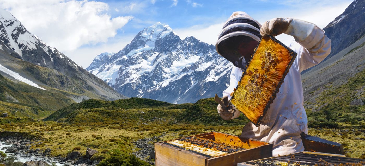 Beekeeper Mount cook New Zealand